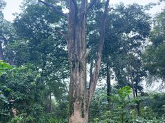 -广西壮族自治区药用植物园