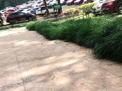 -南宁良凤江国家森林公园