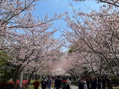 -高东镇樱花园