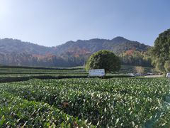 -龙坞茶村