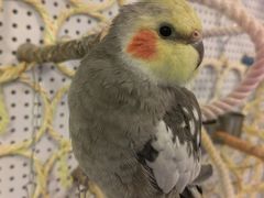 -吉丁鸟咖·异宠·寄养