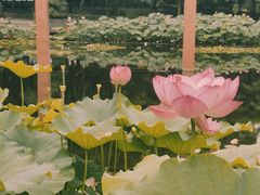 -陈家山荷花公园