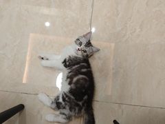 -lincat·猫舍(广州店)
