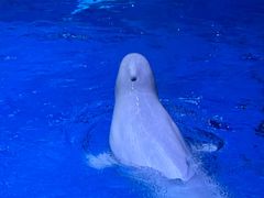 -海合安青岛极地海洋公园