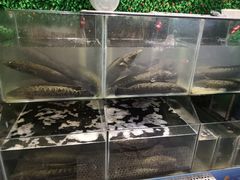 水产区-江南鱼捞(北仑银泰城店)