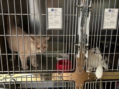 -宠颐生宠物医院·异宠猫科内科·诊疗中心宠巢店