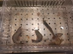 -千滋百味自助海鲜烤肉(布吉景华店)