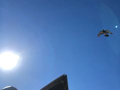 -悉尼歌剧院