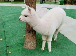 -萌宠亲子动物乐园(槐房万达店)