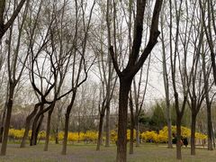 -大望京公园