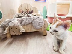 -momokira米努特·德文卷毛猫·棉花面纱犬