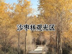 -金塔沙漠胡杨林景区