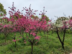 -南汇桃花村