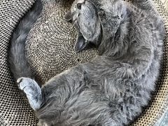 -瑞派名望24h动物医院异宠专科·猫专科·骨科·重症监护分院