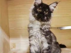 -十年猫舍·猫咪专门店(普陀店)