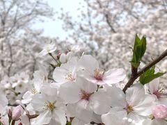 -顾村公园