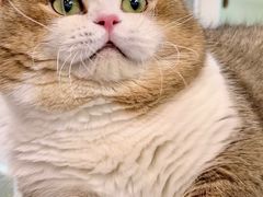 -青奢宠物·青奢猫舍