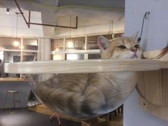 -Heymao猫咖.咖啡厅(东门店)
