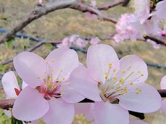 -海淀公园