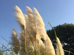 -昆山城市生态森林公园