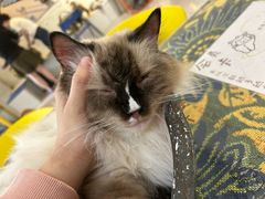 -平行世界·猫咖(首经贸店)