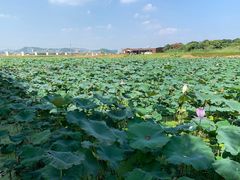 -光明小镇欢乐田园