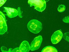 -上海海洋水族馆