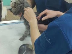 -中农大我爱我爱24h动物医院·中医针灸·猫专科·骨科医疗中心(双井店)