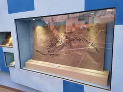 -陕西自然博物馆