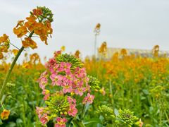 -中国天府农业博览园