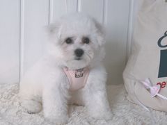 -BABYDOG宝贝狗宠物乐园(欧洲城店)