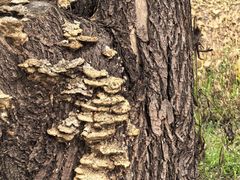 -洪湖生态旅游区