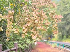-原乡芦茨咖啡