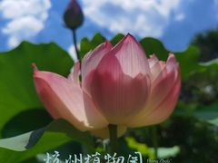 -杭州植物园