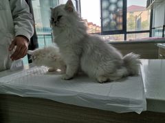 -嘉馨宠物医院·CT影像转诊·心脏科·犬猫全科诊疗中心(下沙大学城院区)