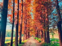 -千年银杏谷文化旅游区