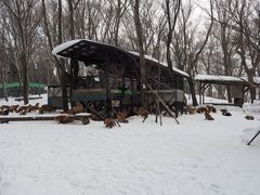 -宫城藏王狐狸村