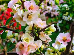 -海棠花溪(元大都城垣遗址公园)