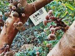 -呀路古热带植物园