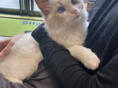 -PETKIT 小佩宠物·德文赛凯猫舍