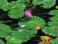 -大妙火锅·非物质文化遗产(东湖公园店)