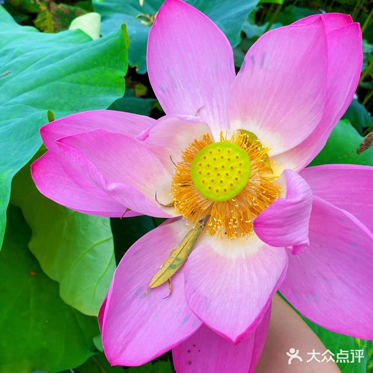 乐山拍照圣地｜荷花味的夏天☀️