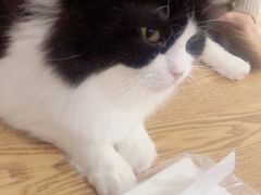 -李小姐の猫咖啡馆(五角场店)