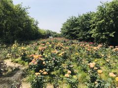 -鹅湖玫瑰文化园