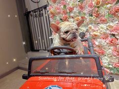 -百好乐宠物友好餐厅(朝外大街店)