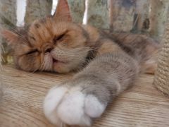 -酷豆宠物咖啡·宠物美食·撸猫馆