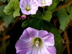 -国家植物园南园