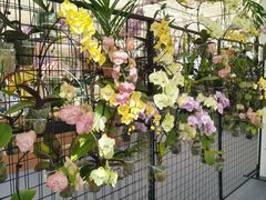 -上海鲜花港