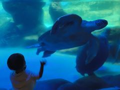 -海合安成都极地海洋公园
