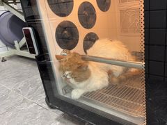 -瑞派宠物医院·犬猫全科·猫友好(宾水西道店)